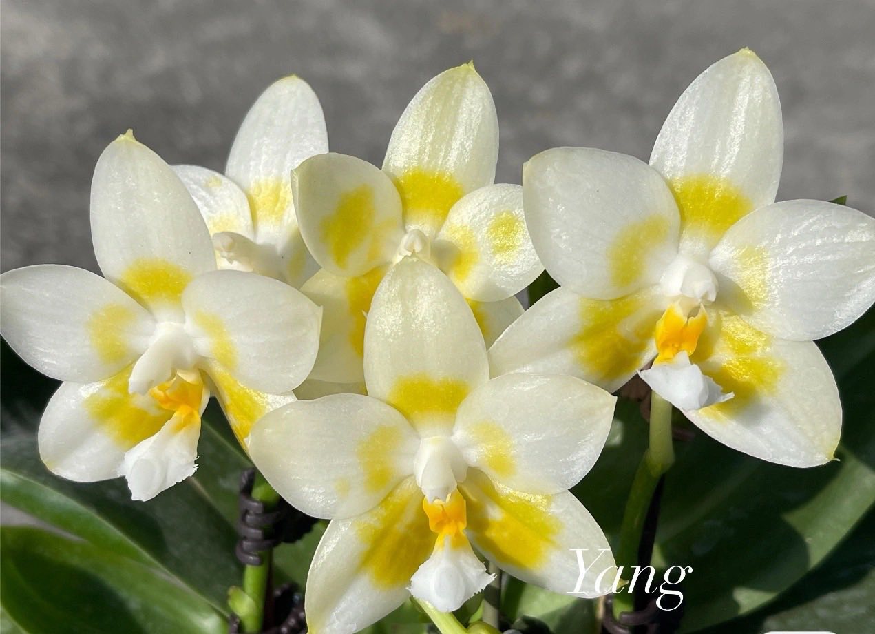 Phalaenopsis (Lyndon Reflex x Yaphon Lover) 'Mango' 260816 Flowering