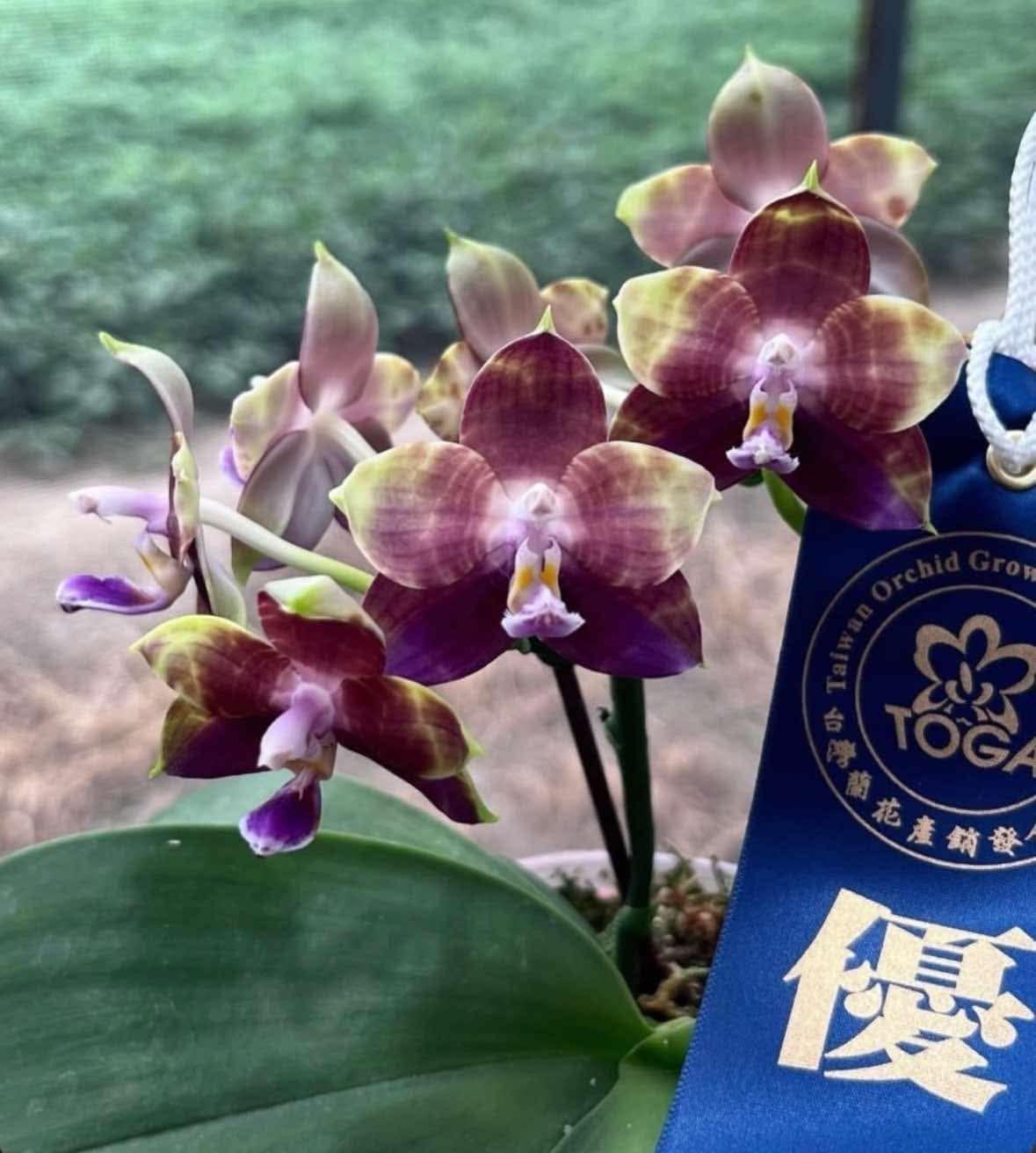 Phalaenopsis Mituo Obsidian 'Pluto'