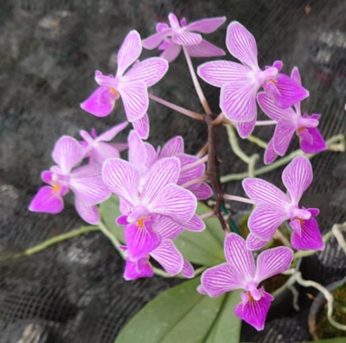 Phalaenopsis CTL Lindenii Stripes 'CTL#1' Spiking