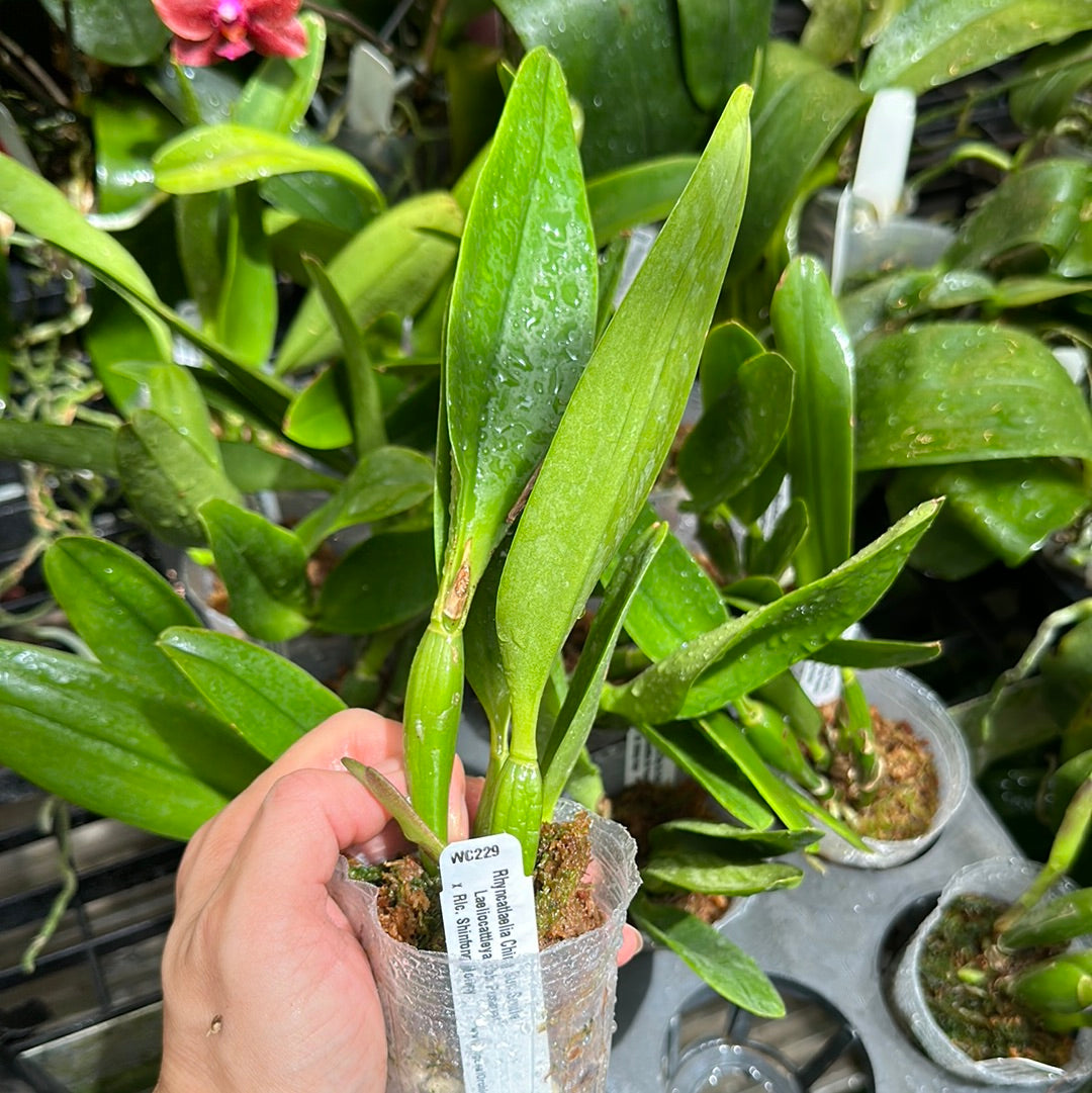 Rhyncatlaelia (Rl.) Ching San Smile (clone)