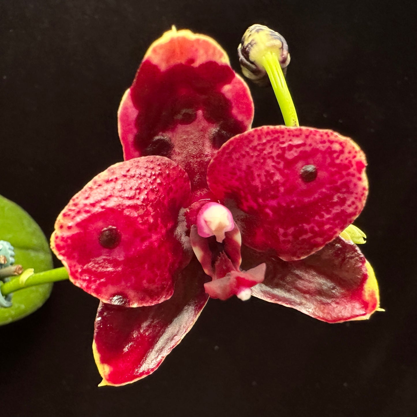 Phalaenopsis Mituo Reflex DD 'Blueberry Jam'