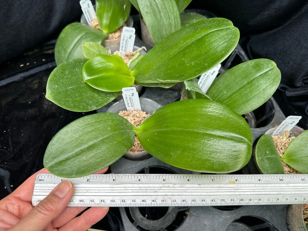 Phalaenopsis (YangYang Hannover x Mituo Sun) seedling