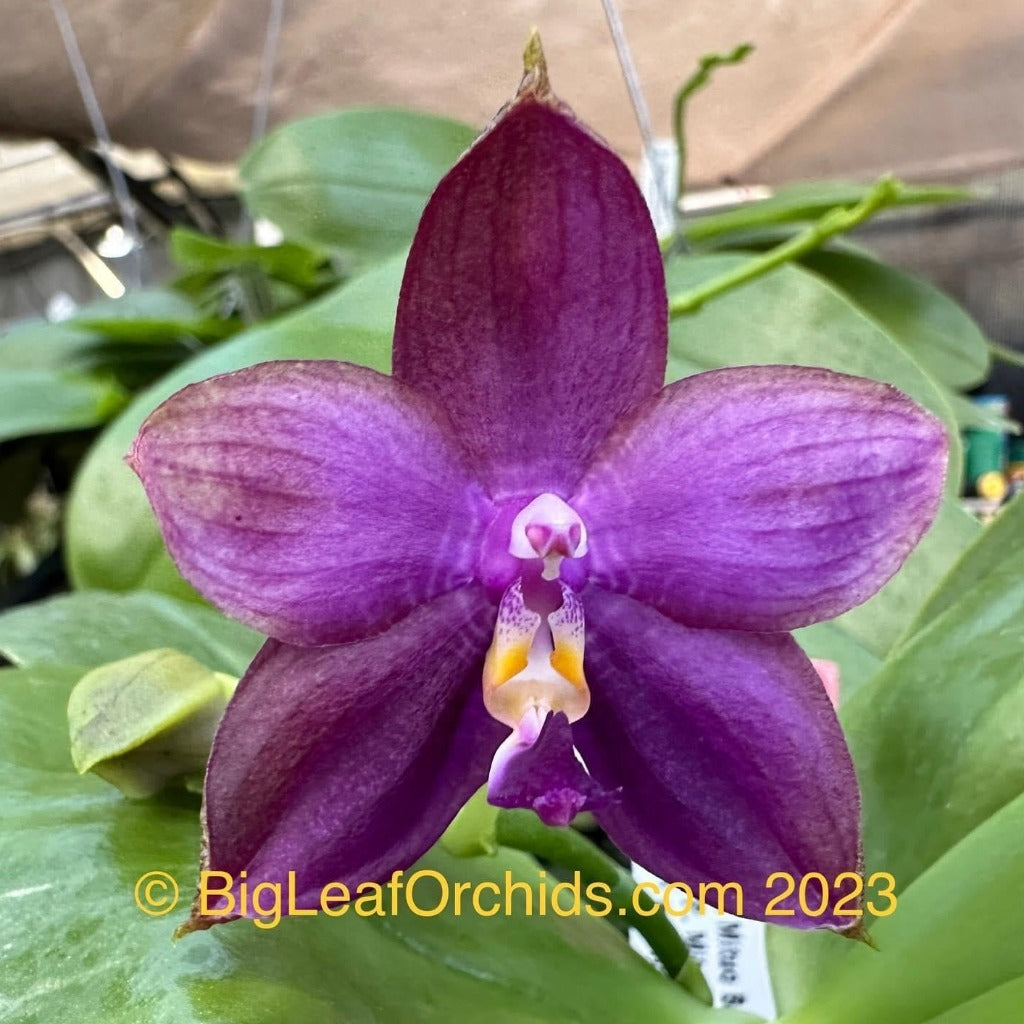 Phalaenopsis Mituo Blue Smurfs 'Sea' 230814 Flowering