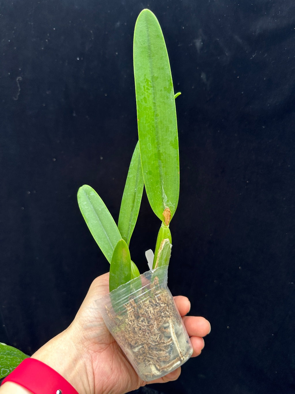 Cattleya lueddemanniana var coerulea x sib