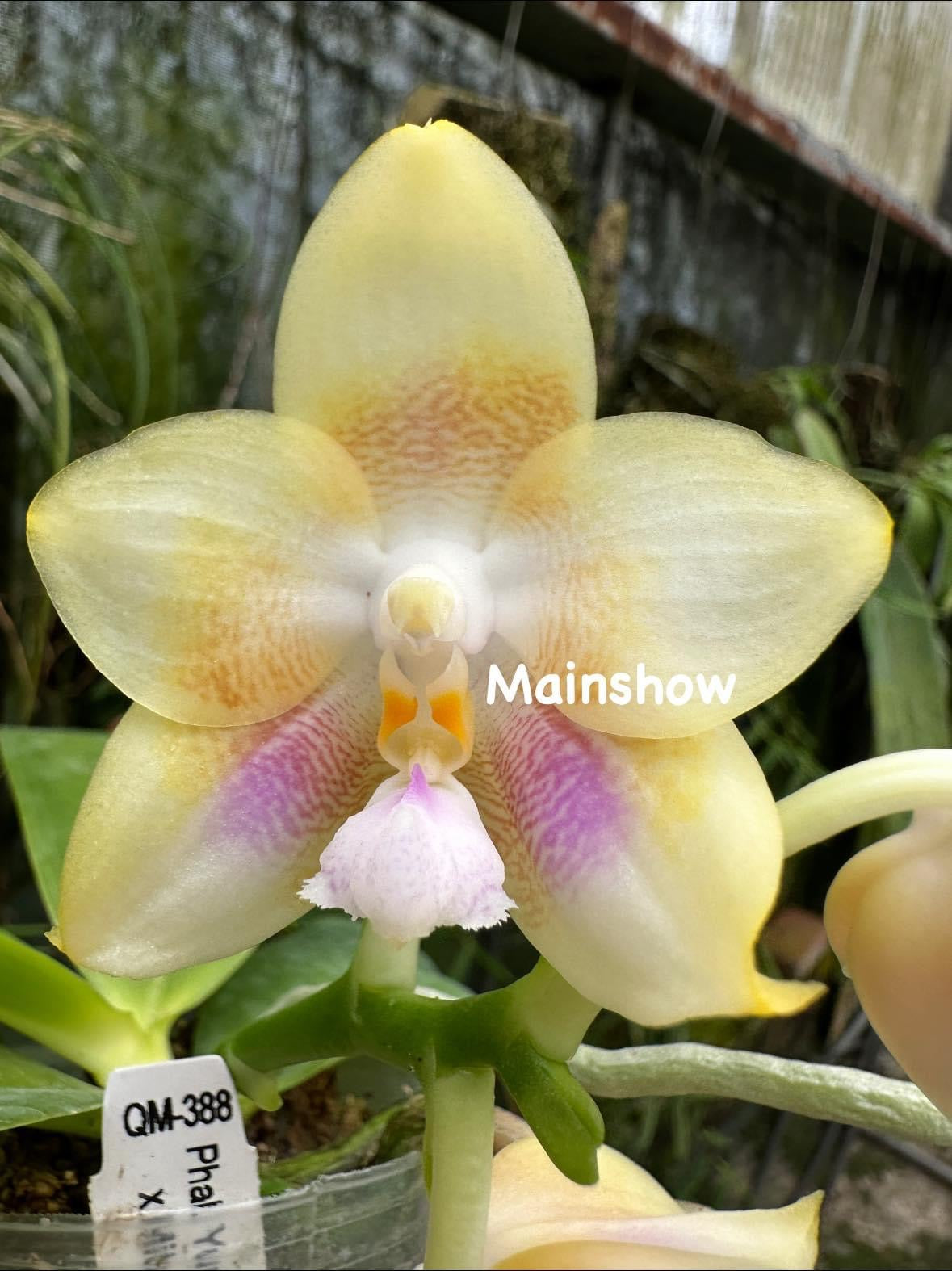 Phalaenopsis Mituo Purple Canary - Seedlings