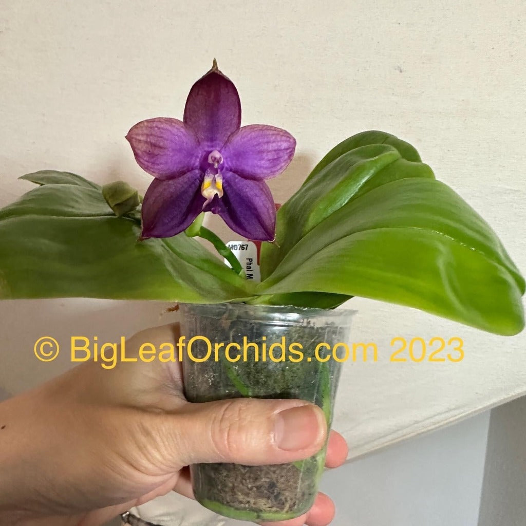 Phalaenopsis Mituo Blue Smurfs 'Sea' 230814 Flowering