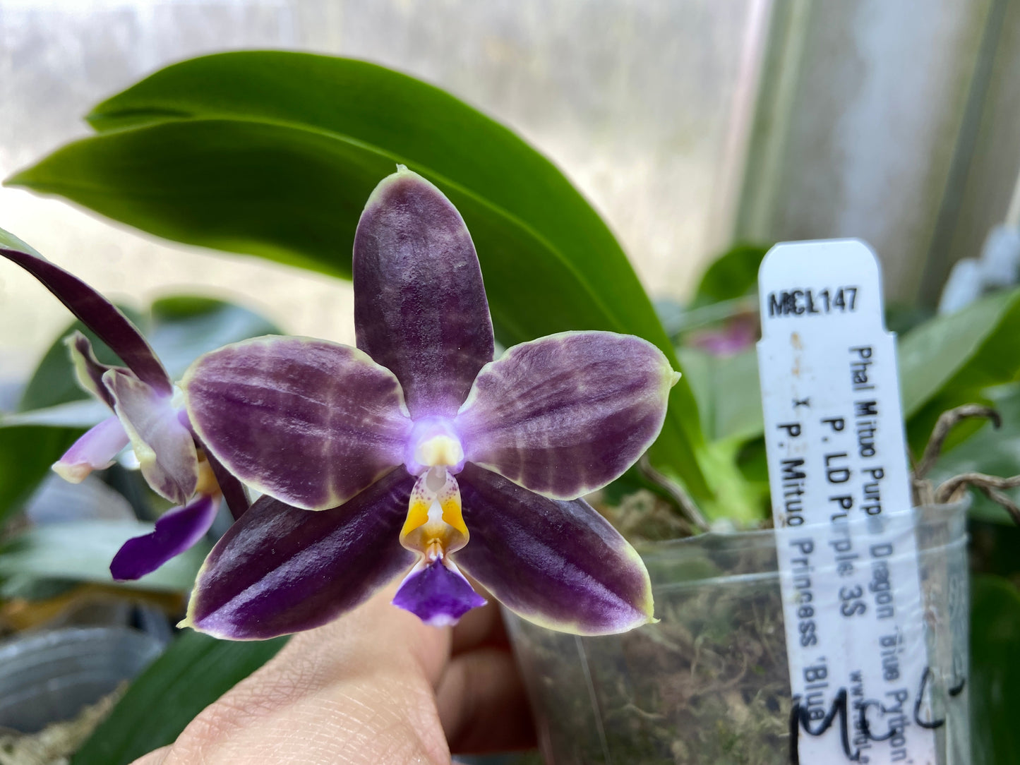 Phalaenopsis Mituo Purple Dragon 'Blue Python' 230810 Flowering