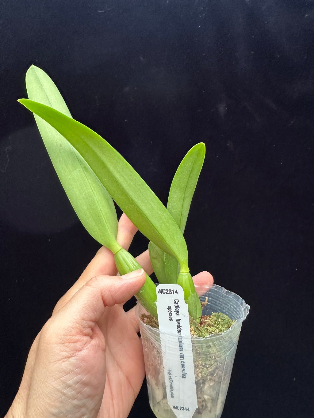 Cattleya lueddemanniana var coerulea x sib