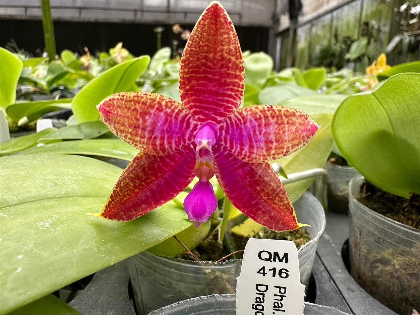 Phalaenopsis Summer Heat x Mainshow Hiero - Seedlings