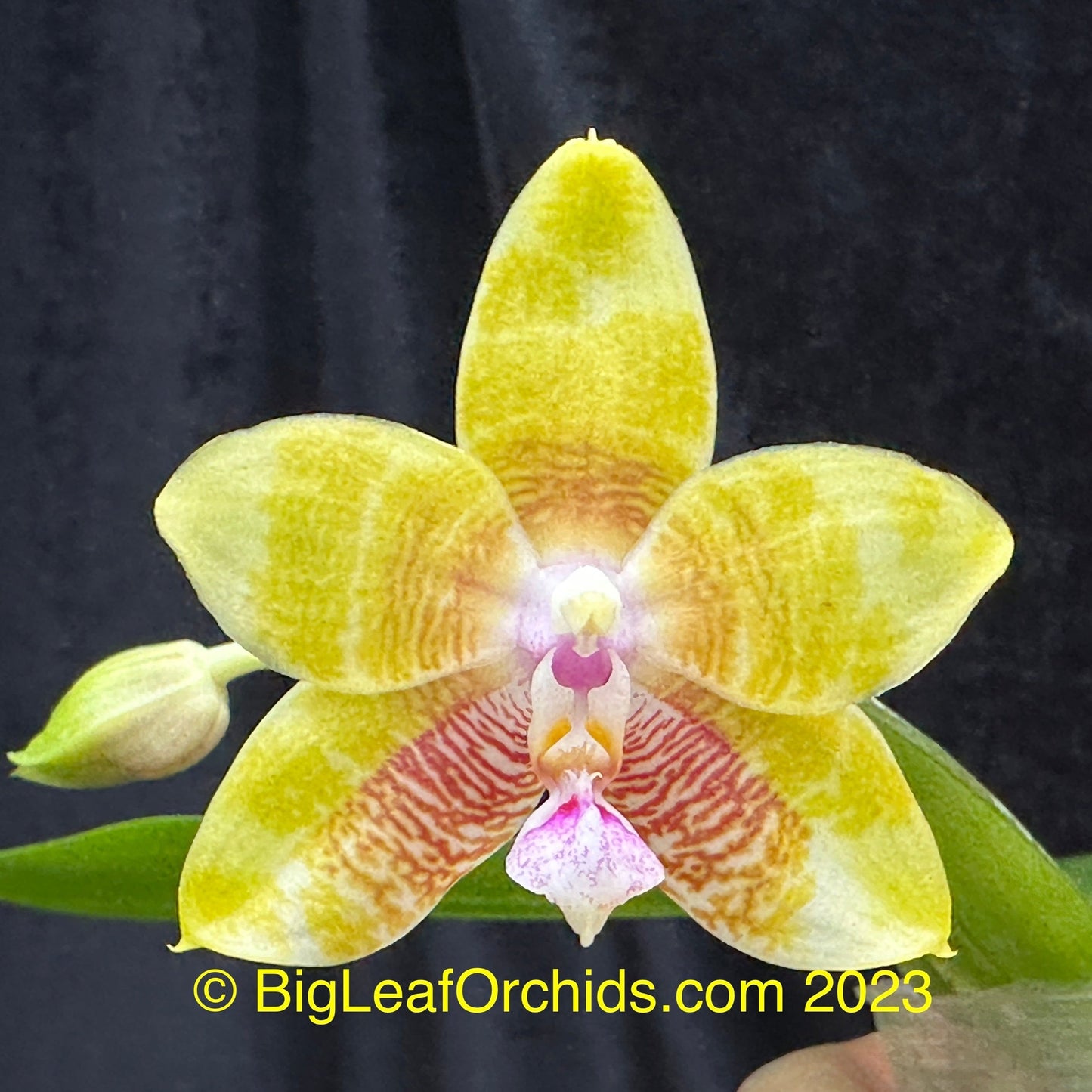 Phalaenopsis Smiley Katherine 'Wilson #3' 231120 Spiking