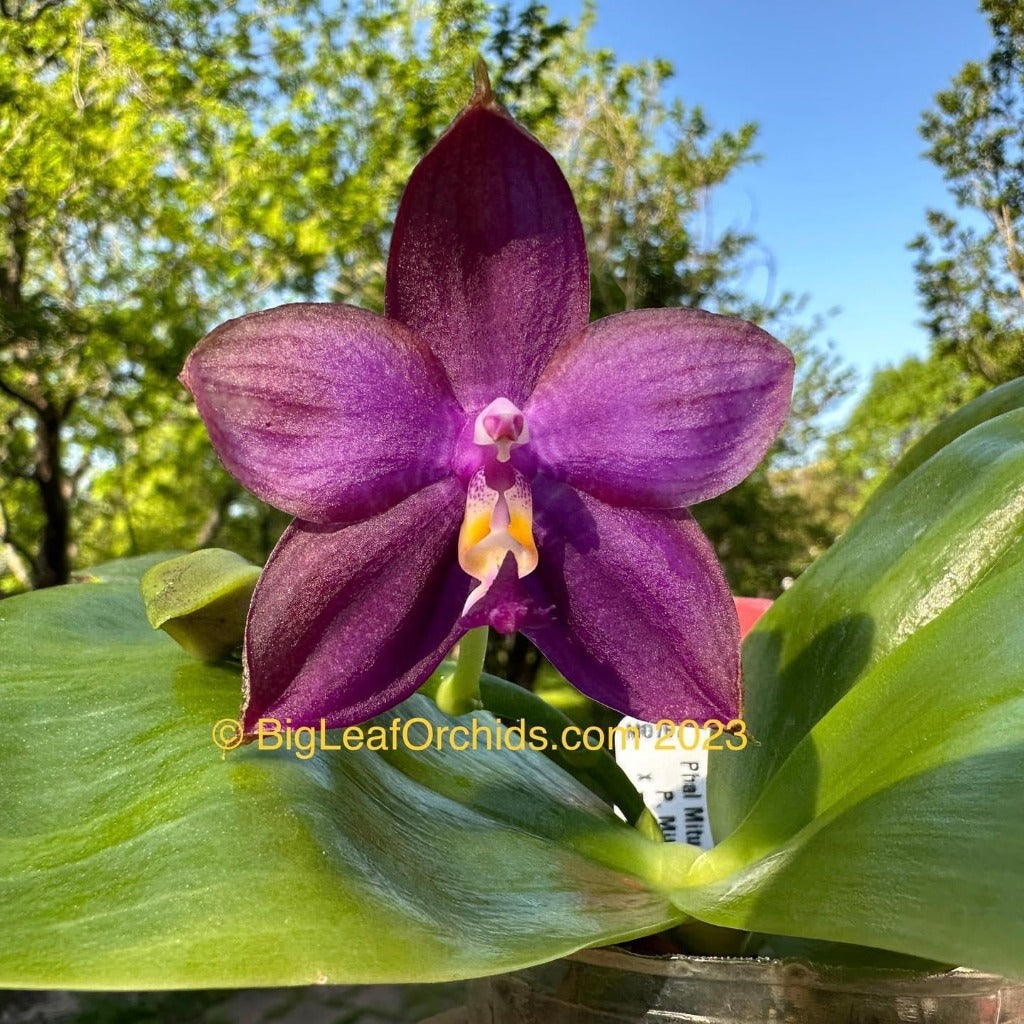 Phalaenopsis Mituo Blue Smurfs 'Sea' 230814 Flowering
