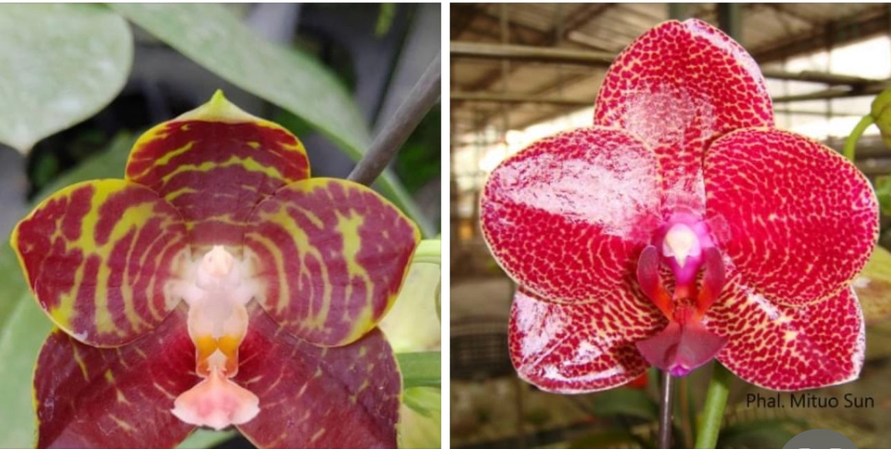 Phalaenopsis (YangYang Hannover x Mituo Sun) seedling