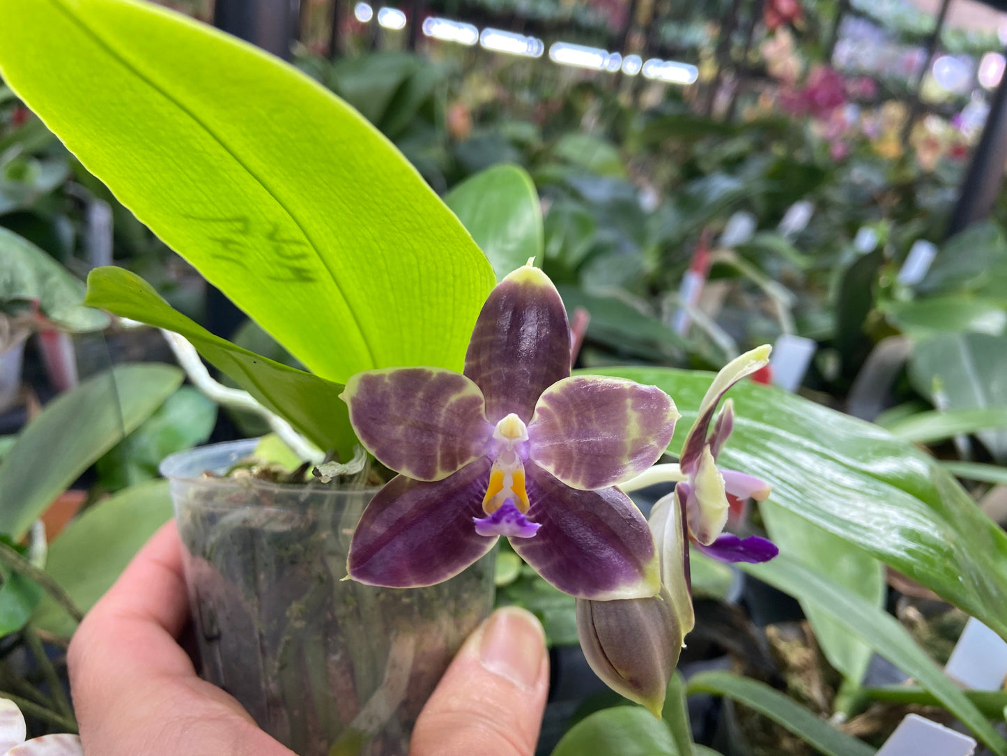 Phalaenopsis Mituo Purple Dragon 'Blue Python' 230810 Flowering