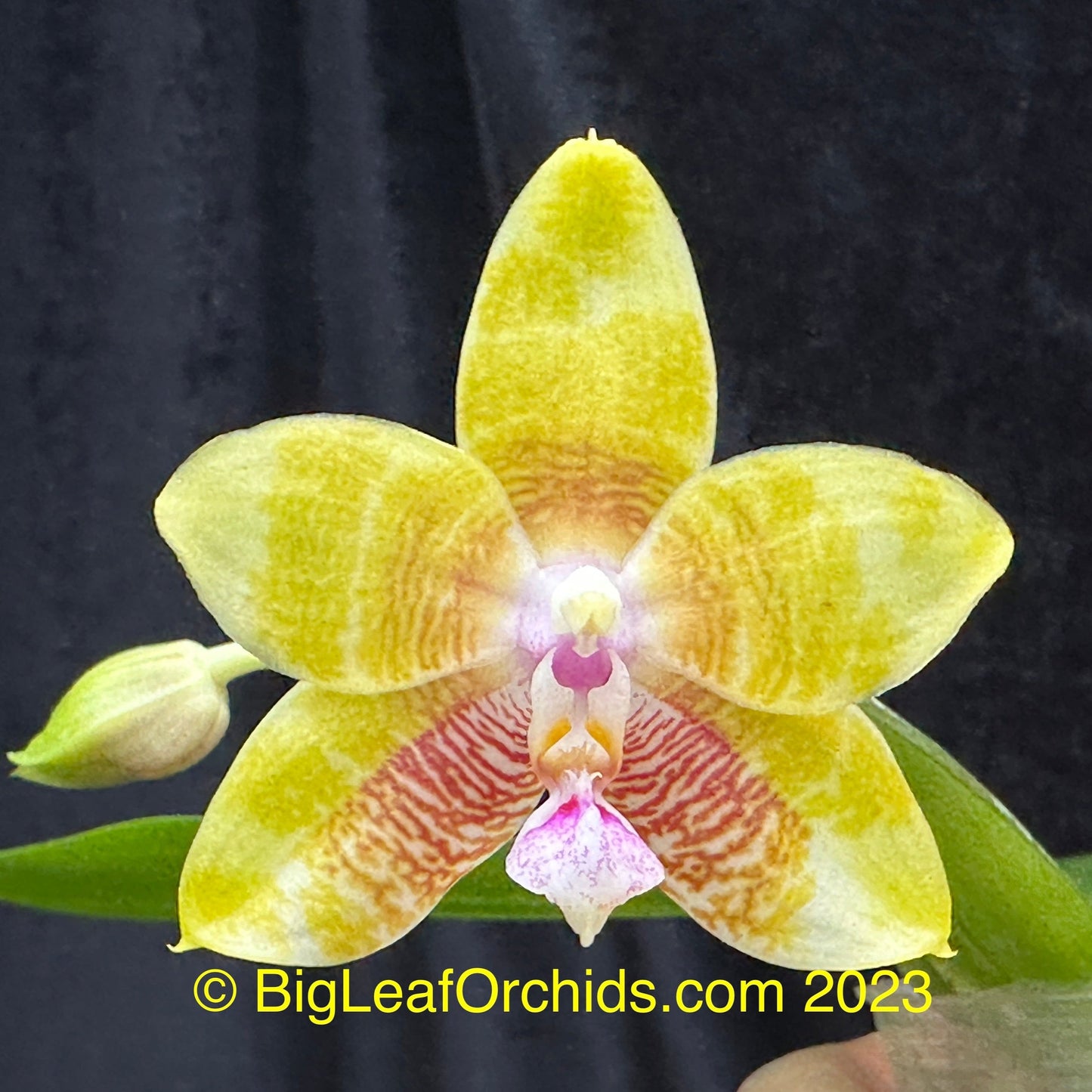 Phalaenopsis Smiley Katherine 'Wilson #3'