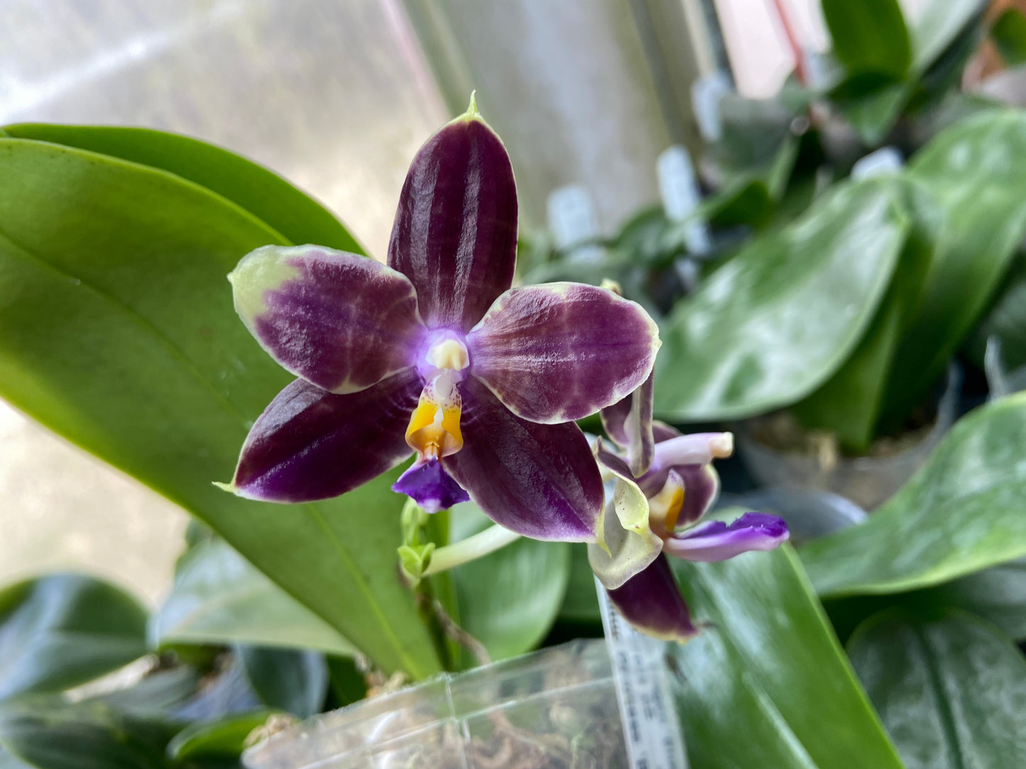 Phalaenopsis Mituo Purple Dragon 'Blue Python' 230810 Flowering