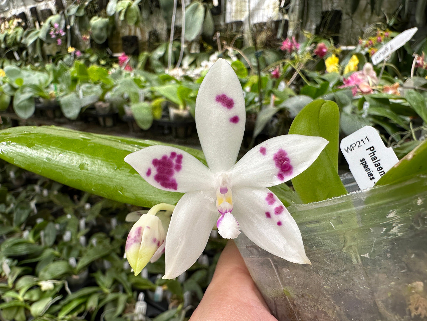 Phalaenopsis tetraspis 'Wilson 214' 231120 Spiking