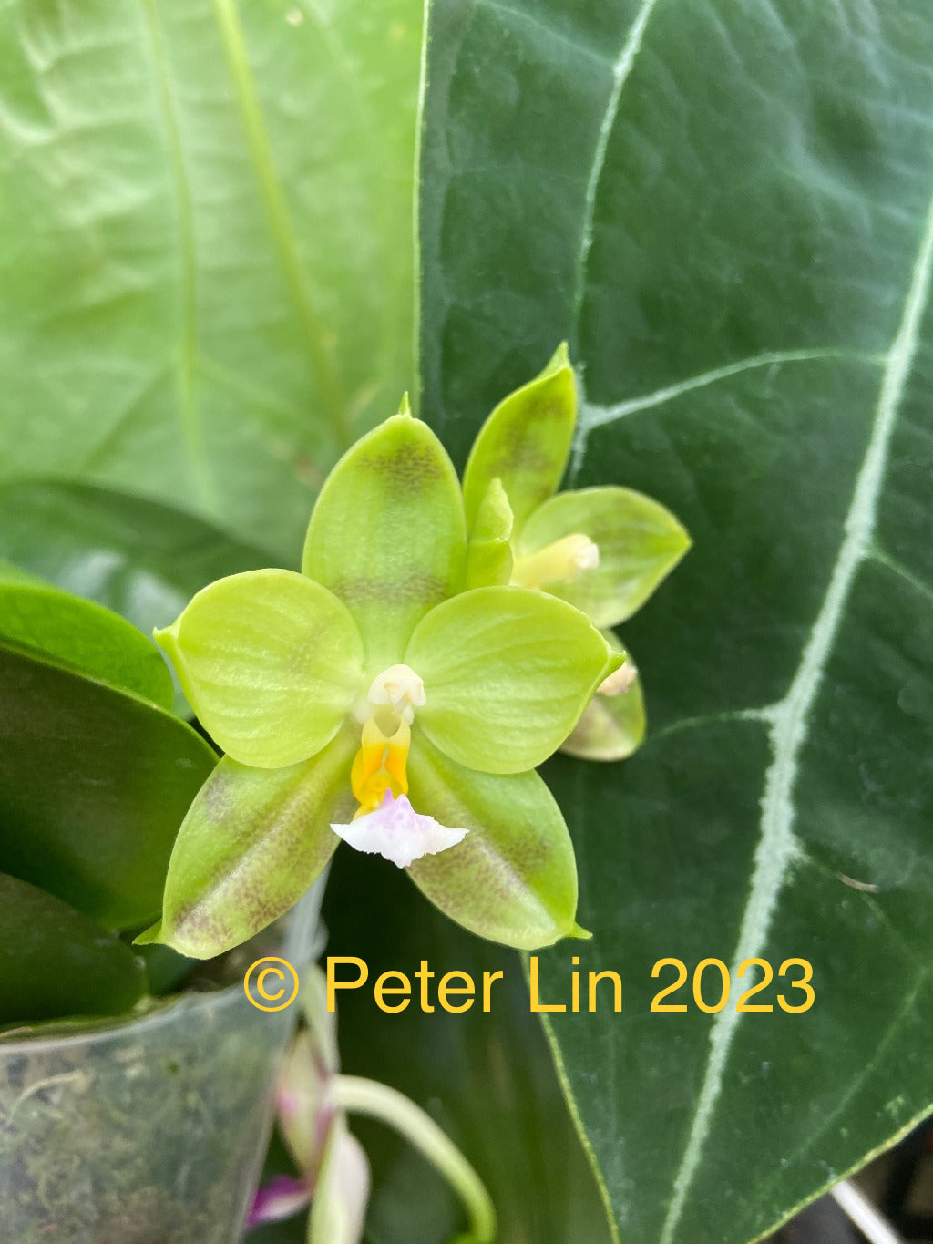 MCL42 Phalaenopsis LD Green Kingfisher ‘Lemon’