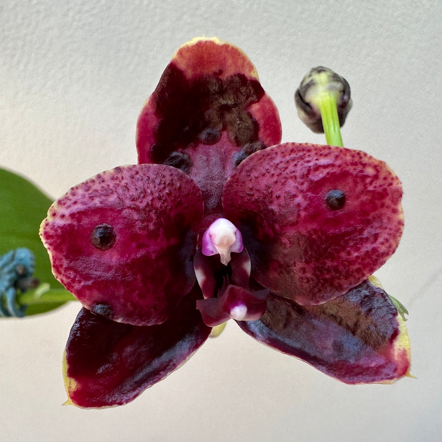 Phalaenopsis Mituo Reflex DD 'Blueberry Jam'