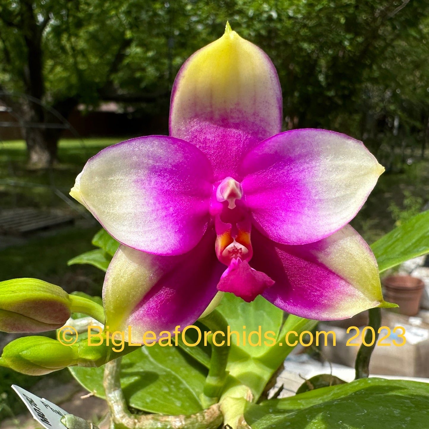 Phalaenopsis Mituo GH King Coral 'Peach' AM/AOS