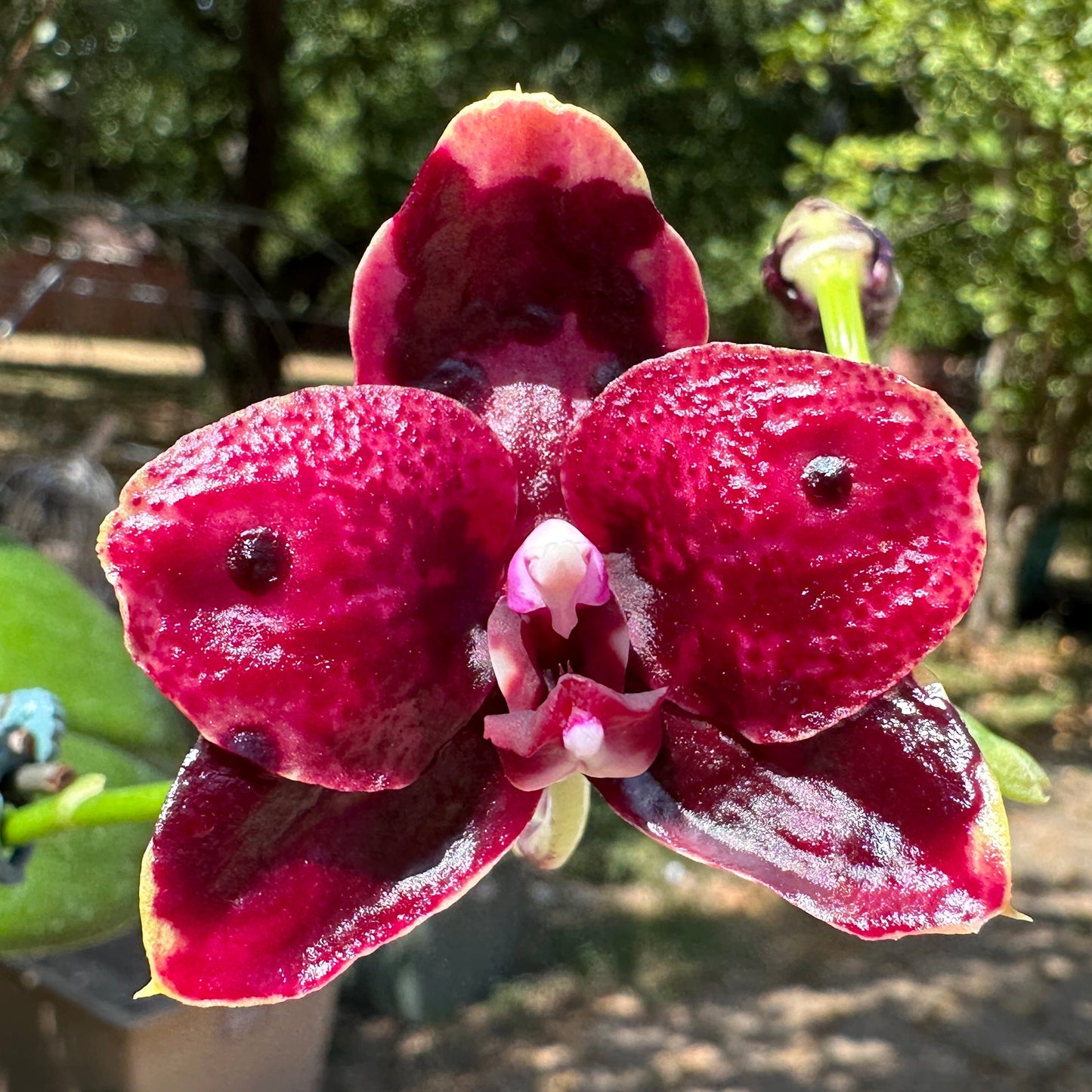Phalaenopsis Mituo Reflex DD 'Blueberry Jam'
