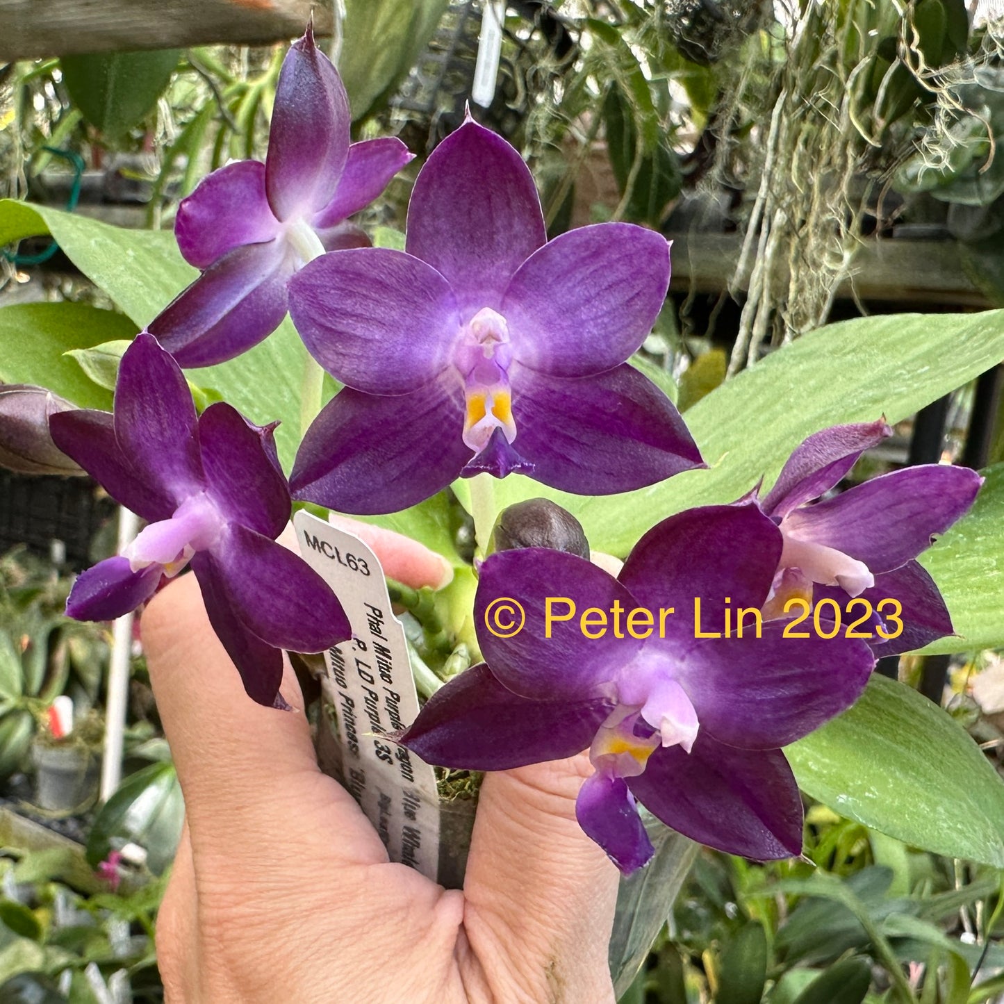 Phalaenopsis Mituo Purple Dragon 'Blue Whale' AM/AOS, SM/WOC23 Spiking