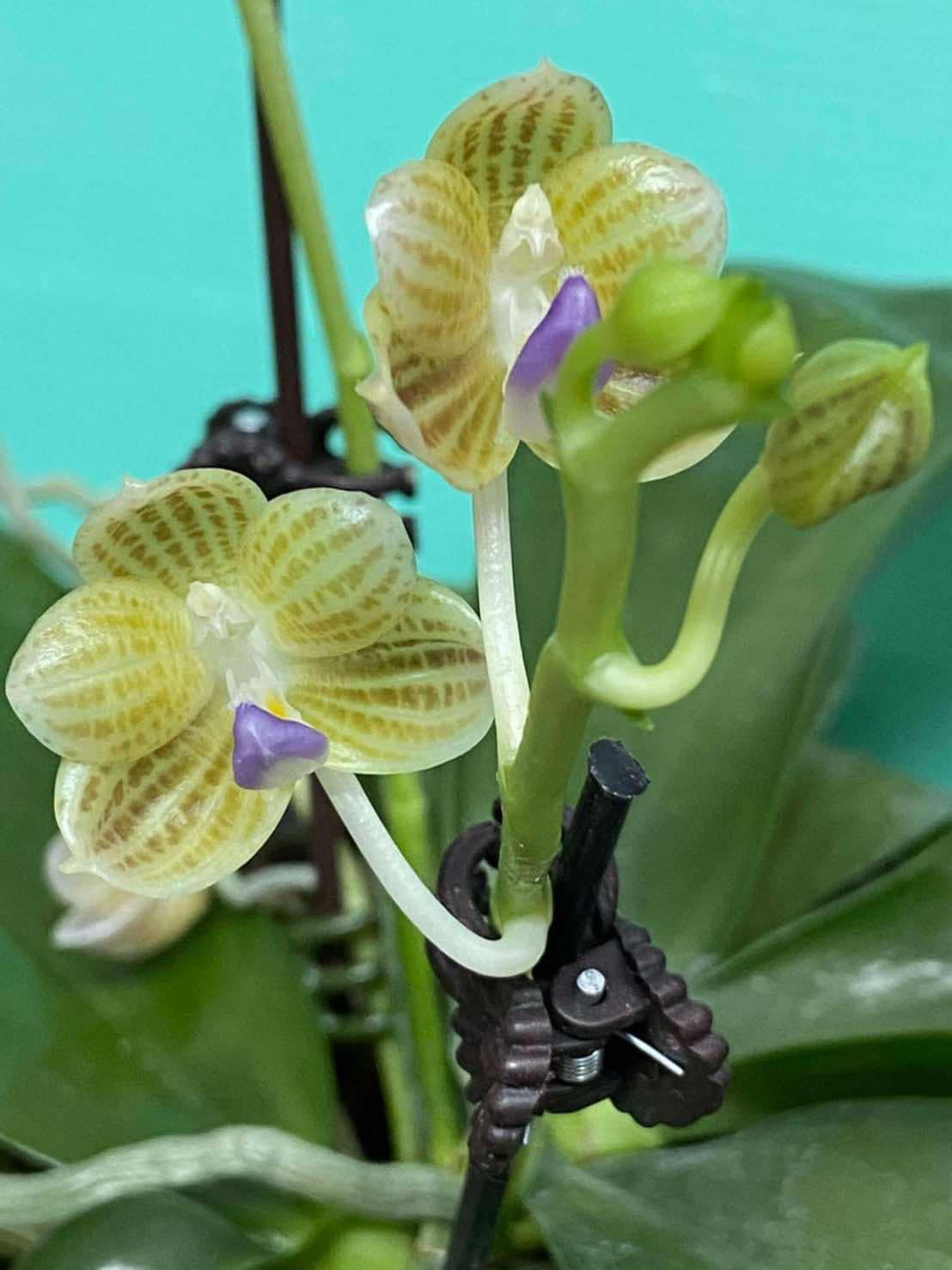 Phalaenopsis javanica 'Blue Lip'