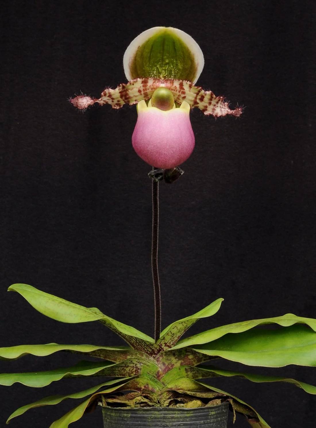 Paphiopedilum liemianum x sib - Seed Grown