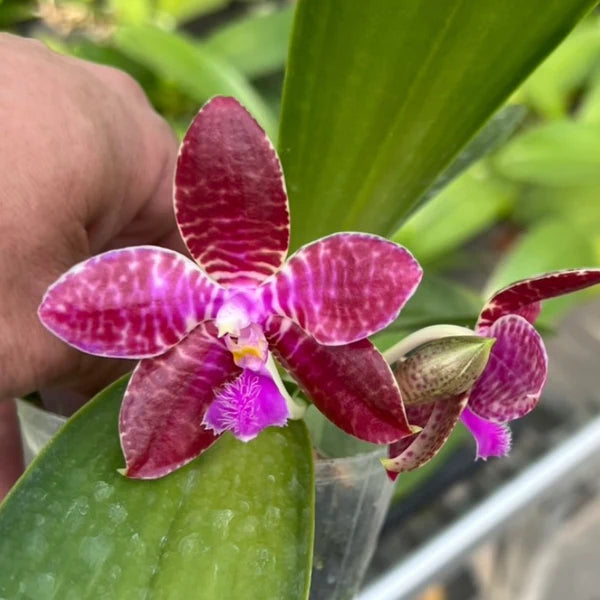 Phalaenopsis lueddemanniana (red) x sib - Seed Grown