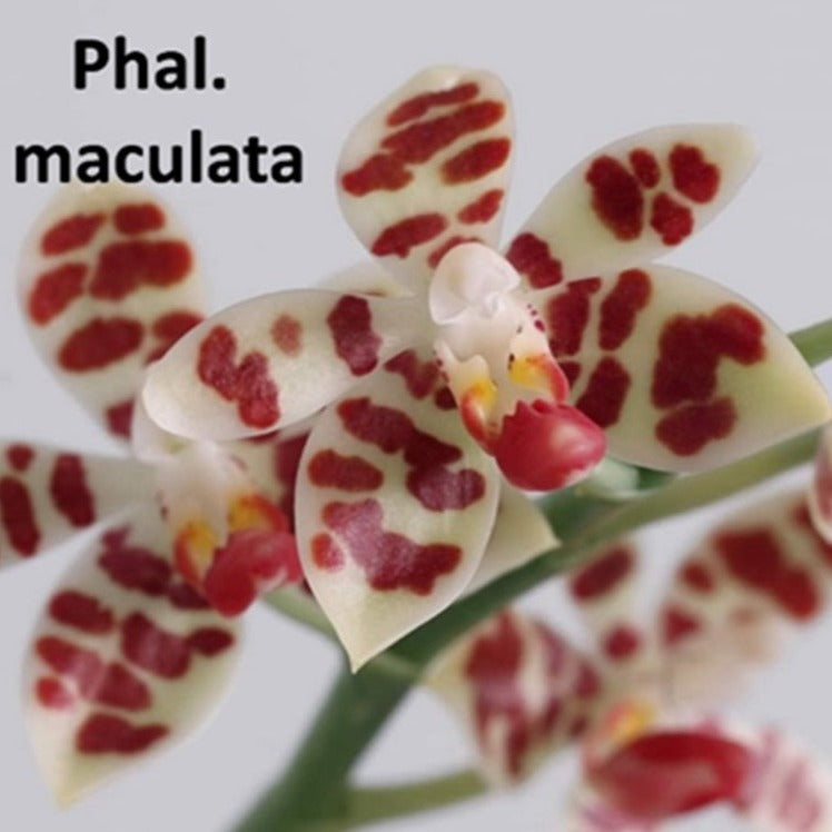 Phalaenopsis maculata x sib - Seedlings