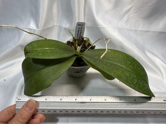 Phalaenopsis Mini Mark 251207 Spiking - 2 spikes