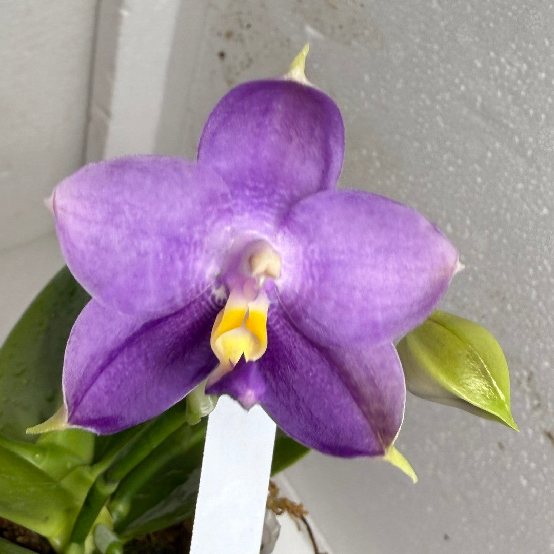 Phalaenopsis Mituo Purple Dragon ‘Night Ocean’ 夜海 Flowering