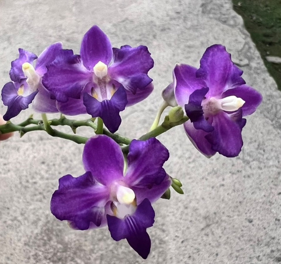 Phalaenopsis (Doritis) pulcherrima 'Wilson' var champorensis coerulea (Blue Form) Flowering