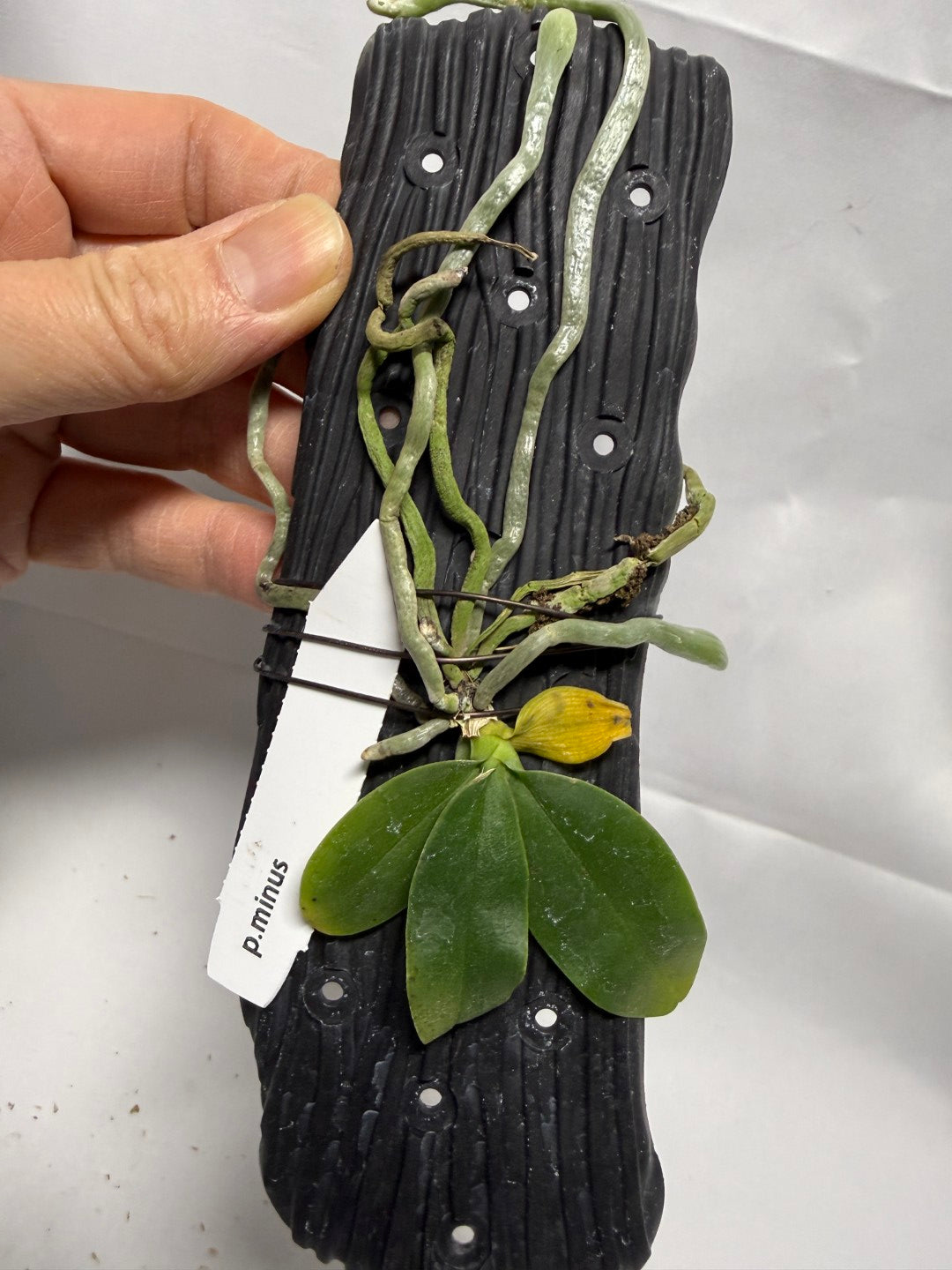 Phalaenopsis finleyi (syn. Phal. minus) - Seed Grown