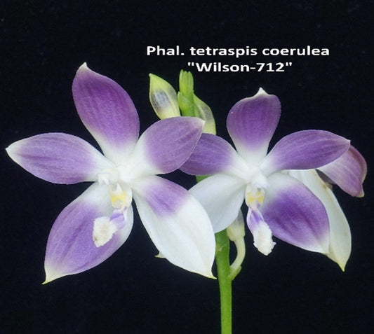Phalaenopsis tetraspis 'Wilson 712'
