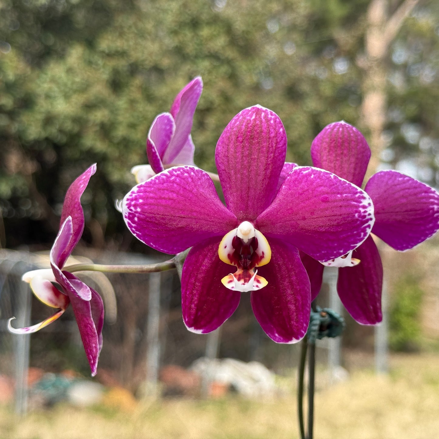 Phalaenopsis gigantea var alba x (Little Gem Stripes x Taida Pearl) 'flava' Spiking