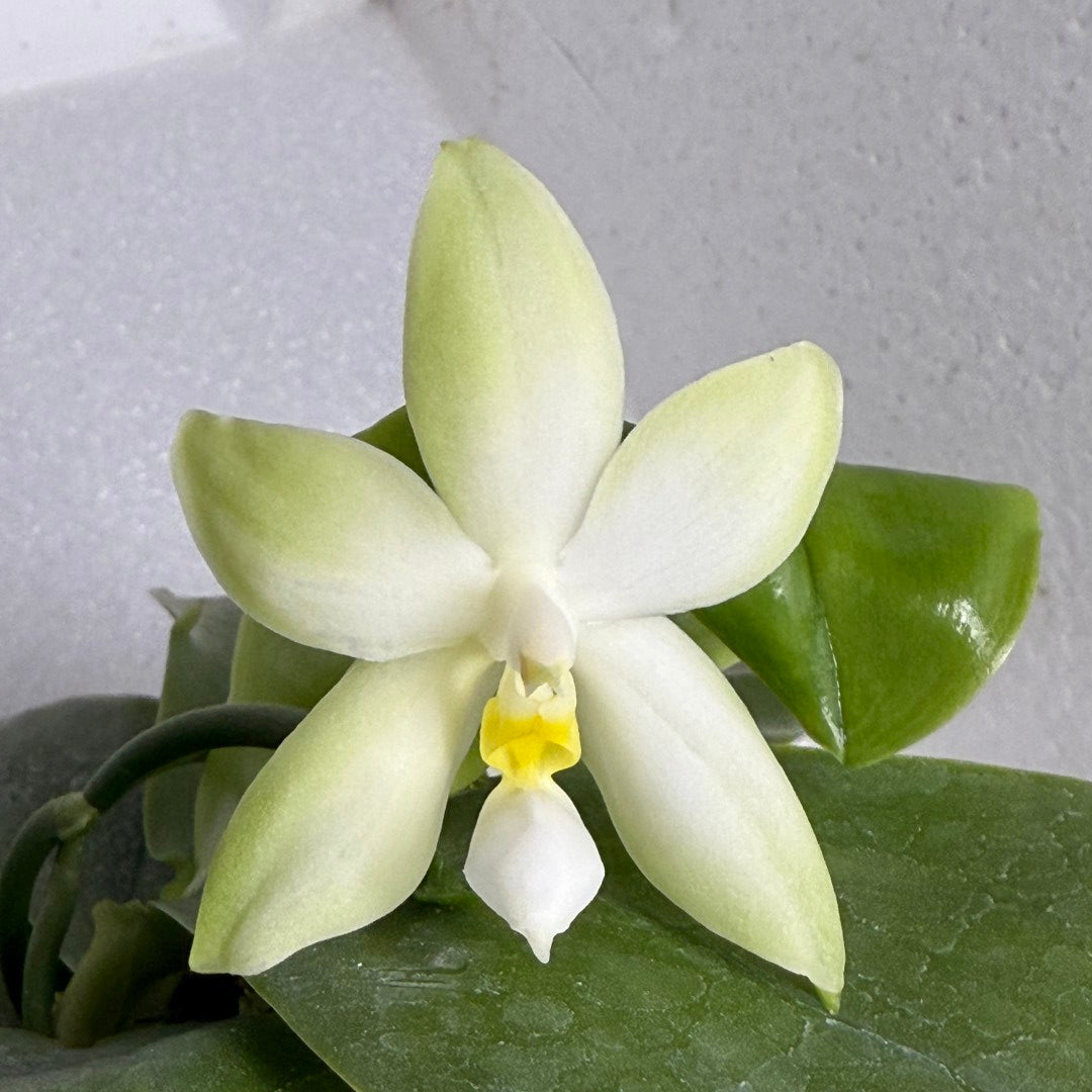 Phalaenopsis bellina var. alba x sib