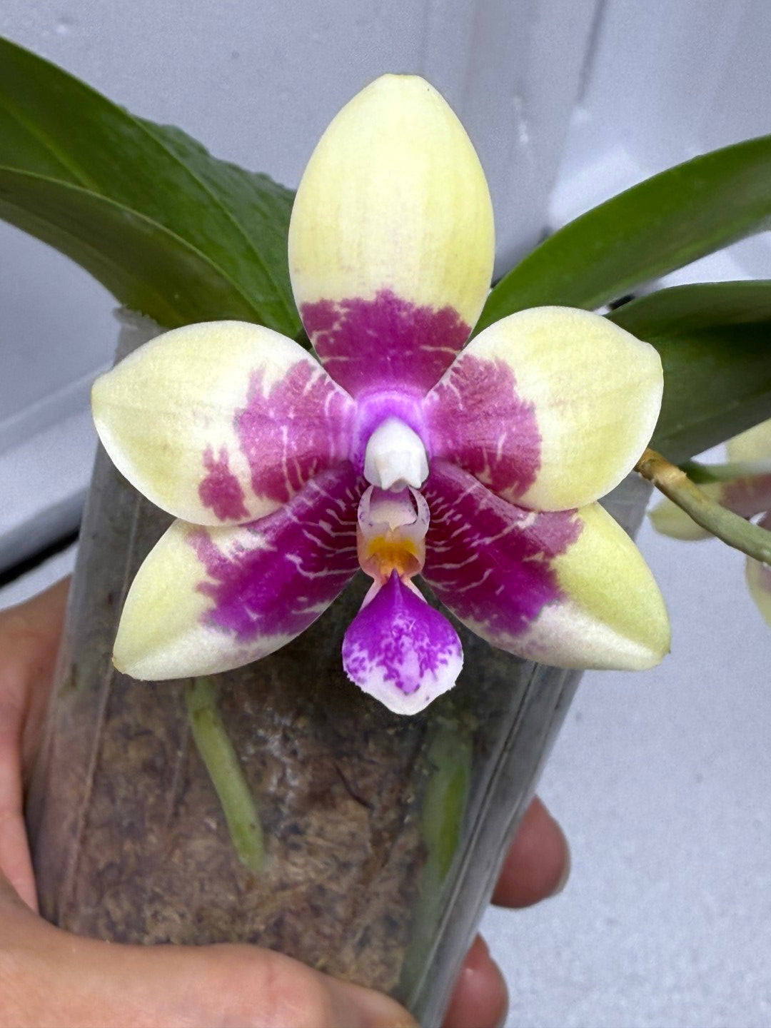 Phalaenopsis Miro Red Dragon 'Wilson#323' 250808 Flowering 2 spikes