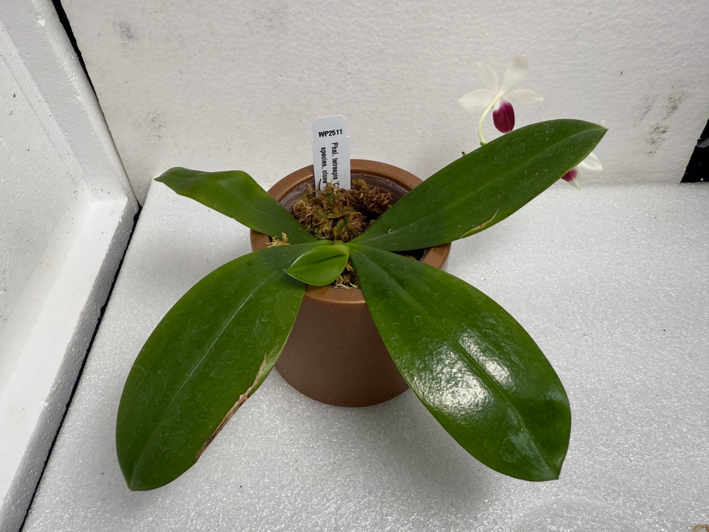 Phalaenopsis tetraspis 'C1' 250712 Flowering