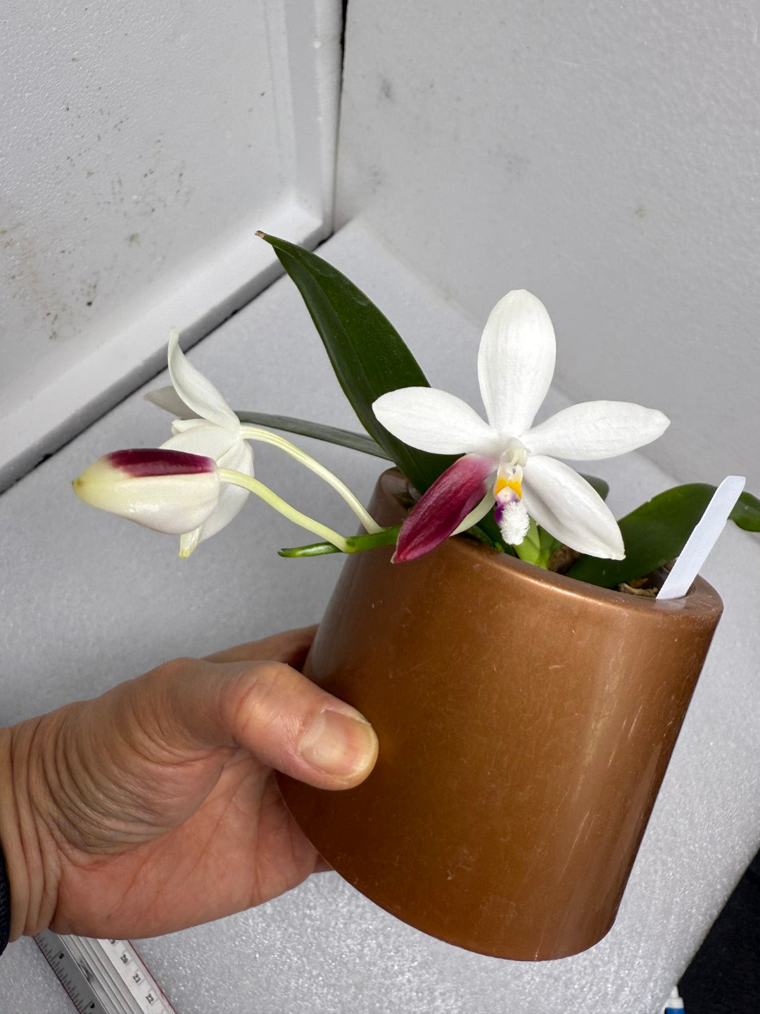 Phalaenopsis tetraspis 'C1' 250712 Flowering