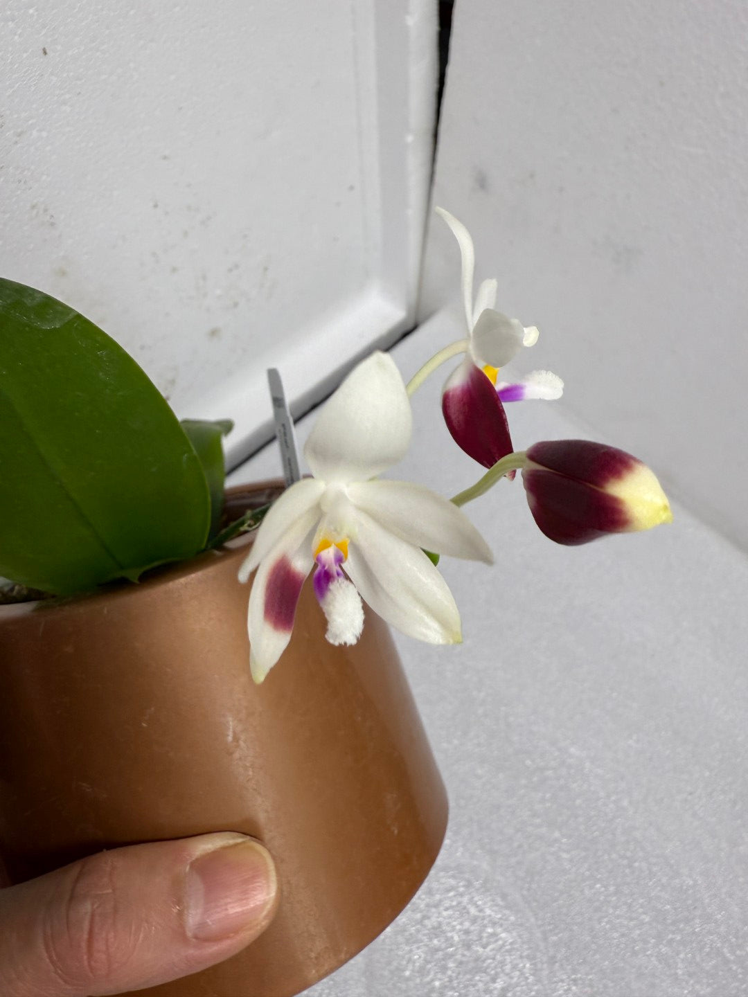 Phalaenopsis tetraspis 'C1' 250712 Flowering