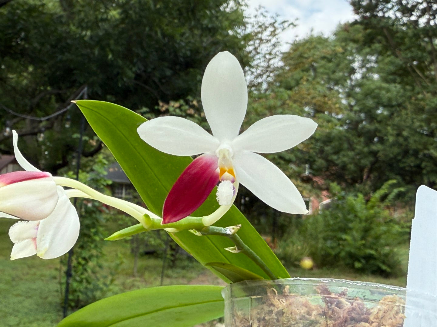 Phalaenopsis tetraspis 'C1' 250712 Flowering
