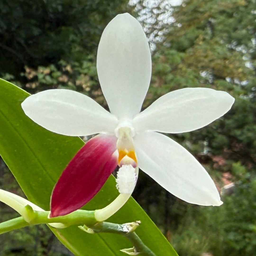 Phalaenopsis tetraspis 'C1' 250712 Flowering