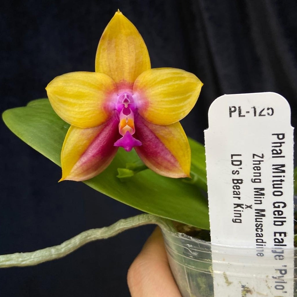 Phalaenopsis Mituo Gelb Eagle 'Pylo' AM/AOS