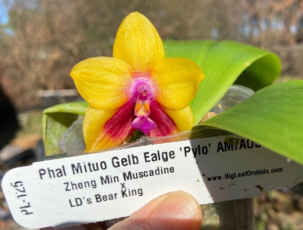 Phalaenopsis Mituo Gelb Eagle 'Pylo' AM/AOS