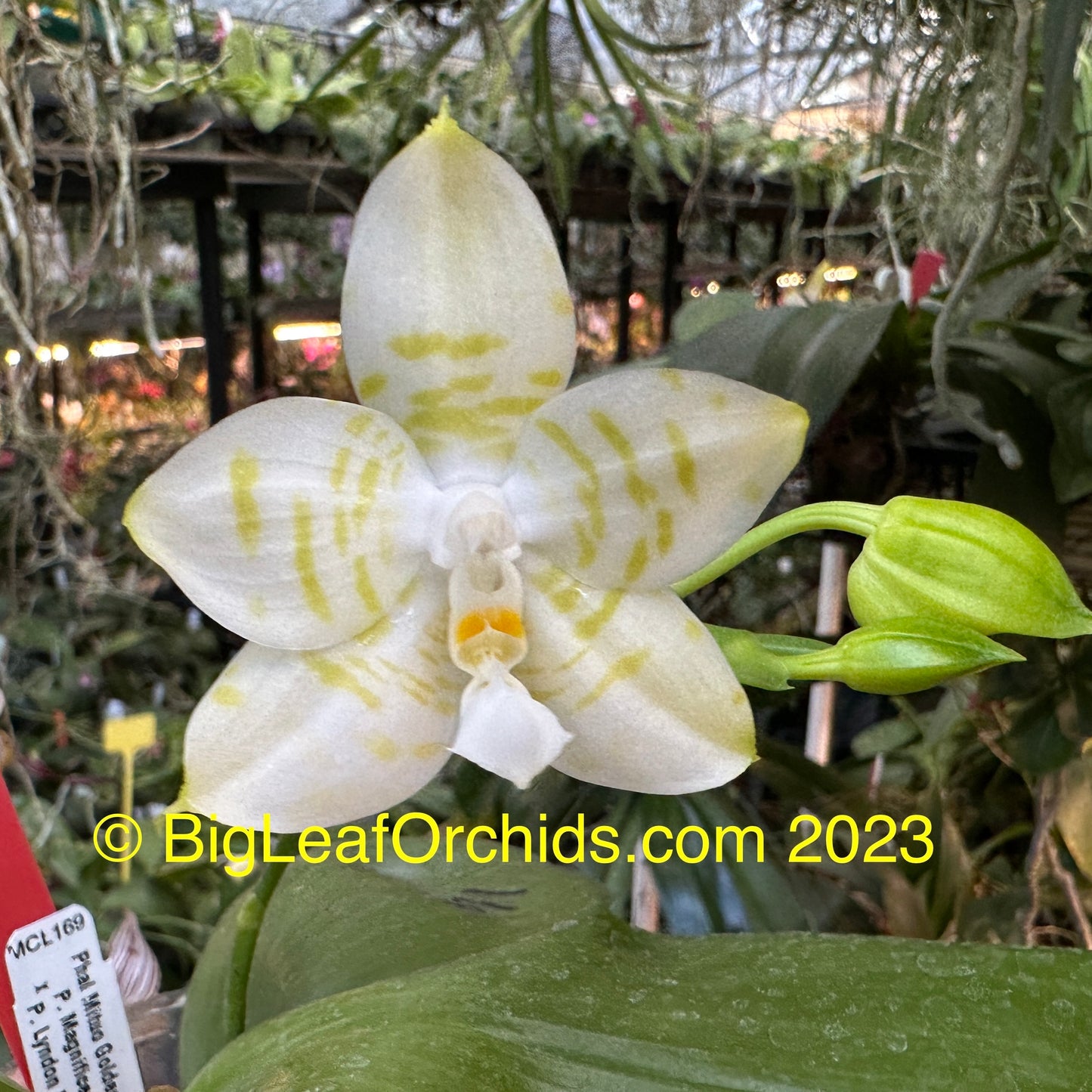 Phalaenopsis Mituo Golden Tiger 'TTT' Spiking