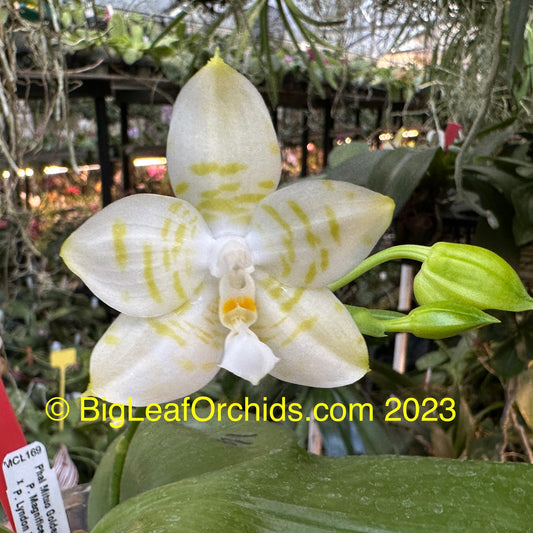 Phalaenopsis Mituo Golden Tiger 'TTT'