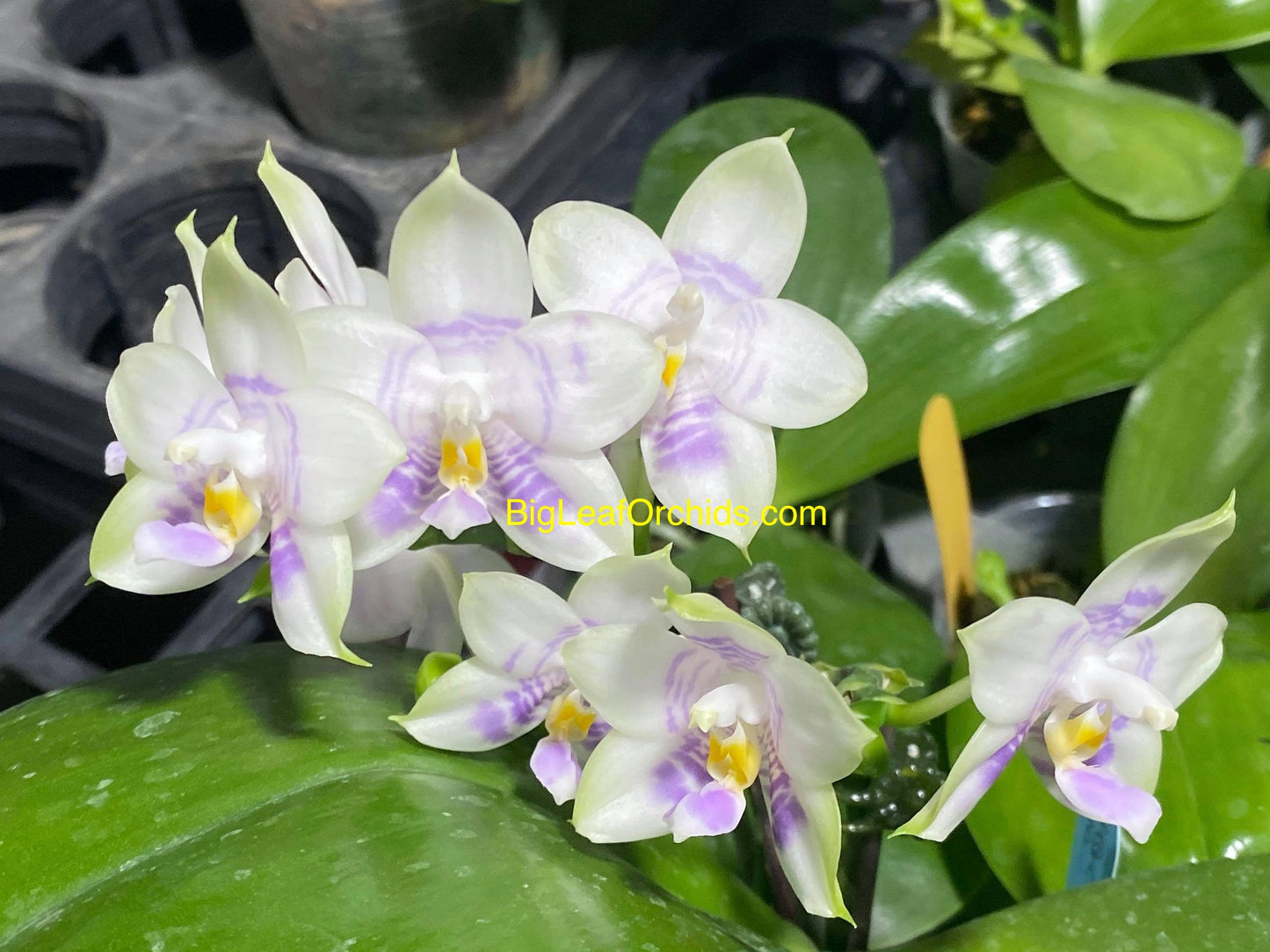 Phalaenopsis Mituo Purple Dragon 'Phalanx' AM/AOS