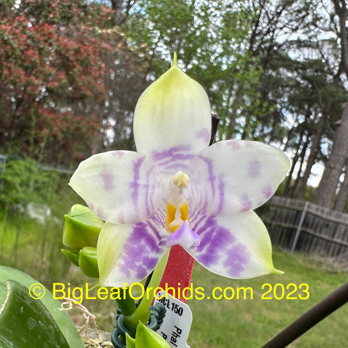 Phalaenopsis Mituo Purple Dragon 'Phalanx' AM/AOS