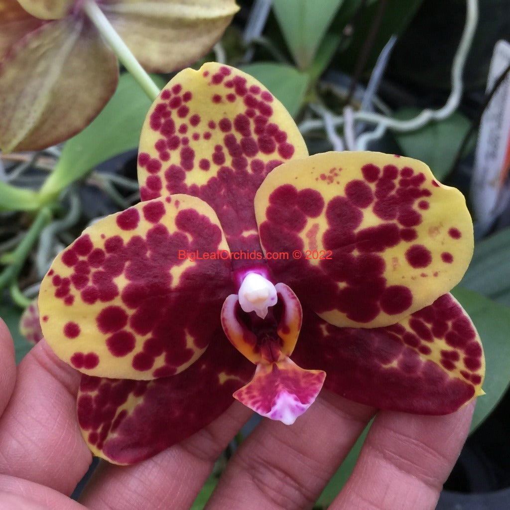 Phalaenopsis Haur Jih Princess 'Anaconda'
