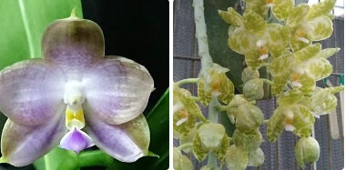 Phalaenopsis Mituo Gigan Sunny - Seedling